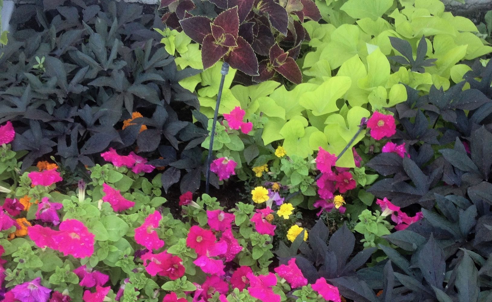 How do I program the irrigation controller installed by a landscaping company?